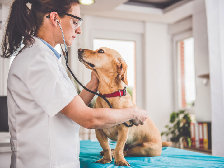 New Federal Rule May Expand Health Insurance Options for Veterinarians