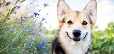 7 Feel-Good Animal Stories to Brighten Your Day