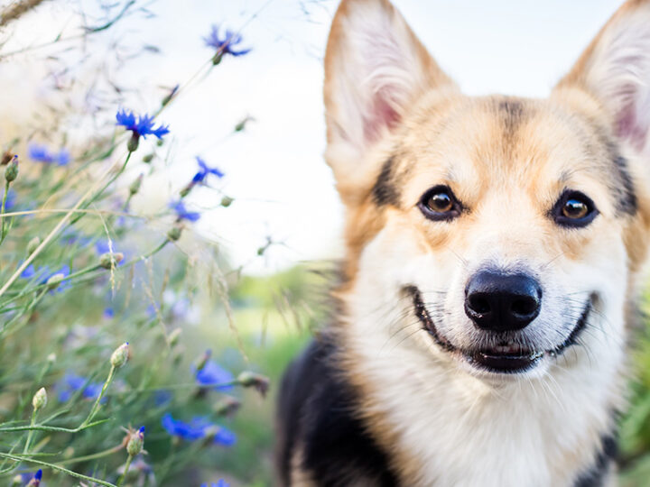7 Feel-Good Animal Stories to Brighten Your Day
