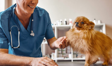 How Veterinarians Can Take Charge of Their Own Happiness
